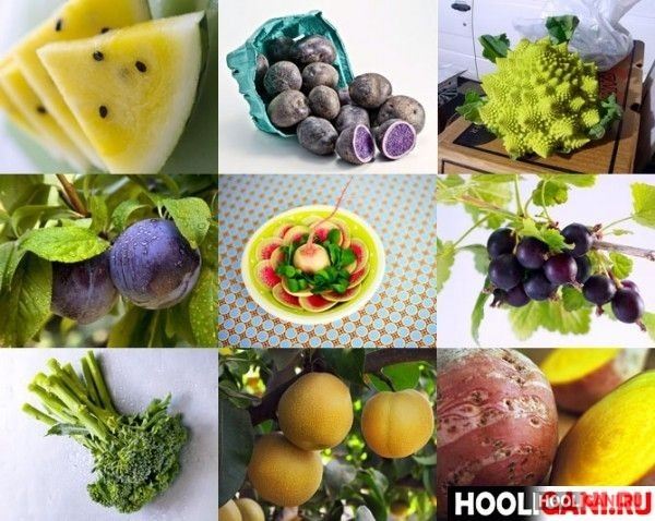 <br />
				10 самых необычных гибридов и сортов овощей и фруктов<br />
							