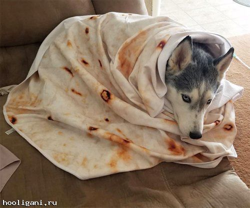 <br />
				Одеяло а-ля буррито: новейшая Instagram-сенсация (20 фото)<br />
							