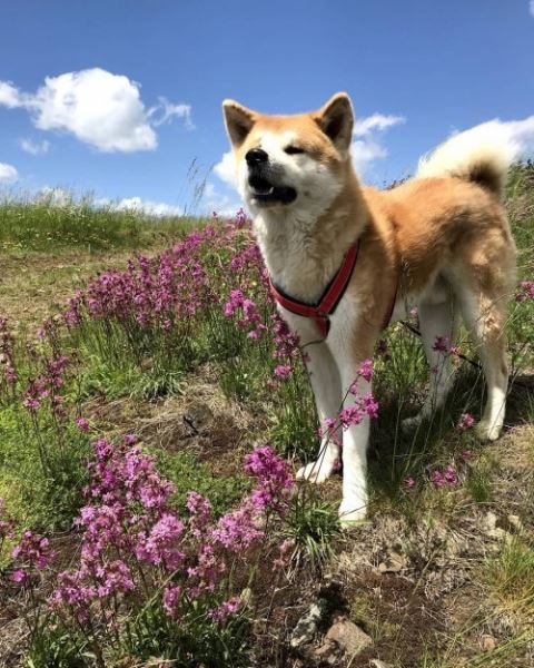 Аиюки, очаровательная собака породы акита-ину, которая обожает пешие прогулки вместе со своим хозяином (10 фото)