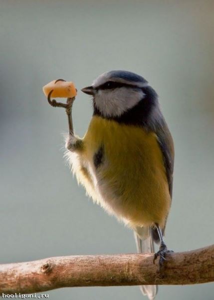<br />
				Животные, которые обожают поесть (34 фото)<br />
							