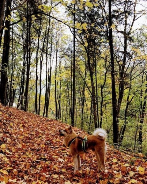 Аиюки, очаровательная собака породы акита-ину, которая обожает пешие прогулки вместе со своим хозяином (10 фото)