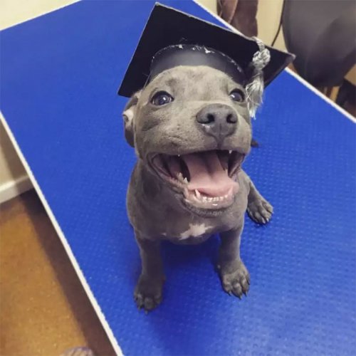 27 очаровательных щенят, которые подарят позитив и вызовут улыбку