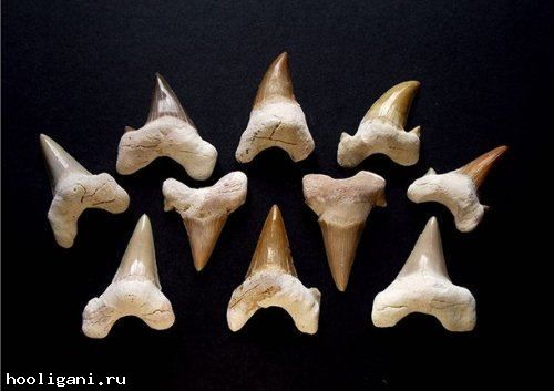 <br />
				ТОП-25: Сумасшедшие факты об акулах, которые вам могут быть интересны<br />
							