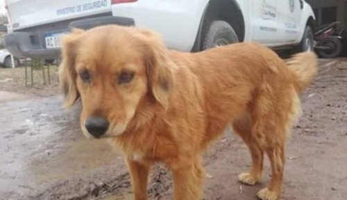 Хатико по-аргентински: собака ждёт у полицейского участка своего хозяина, которого арестовали более года назад (2 фото)