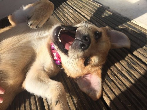27 очаровательных щенят, которые подарят позитив и вызовут улыбку