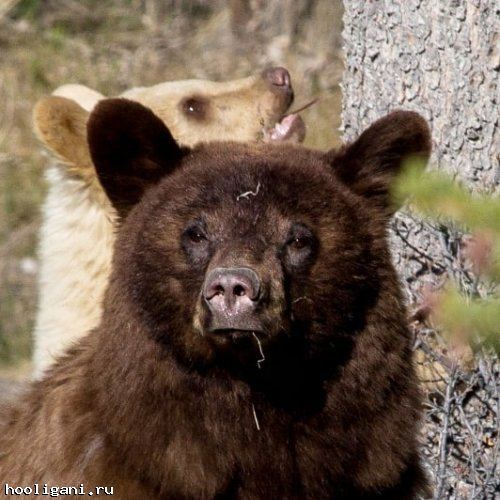 <br />
				Чрезвычайно редкая разноцветная семья медведей попала в объектив камеры в Канаде (9 фото)<br />
							