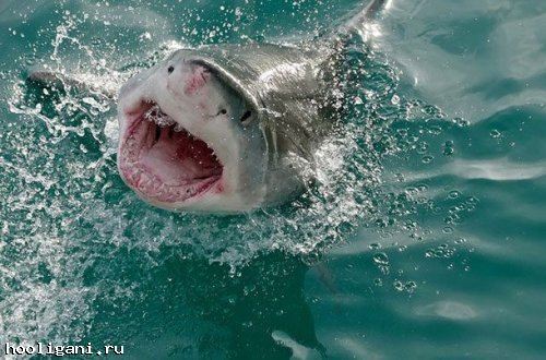 <br />
				ТОП-25: Сумасшедшие факты об акулах, которые вам могут быть интересны<br />
							