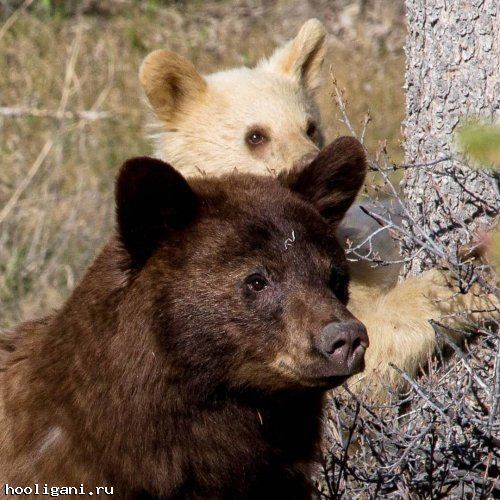 <br />
				Чрезвычайно редкая разноцветная семья медведей попала в объектив камеры в Канаде (9 фото)<br />
							