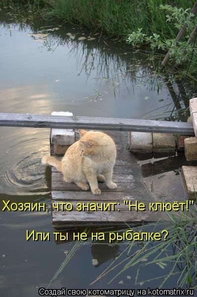 Котоматрица на Бугаге (24 фото)