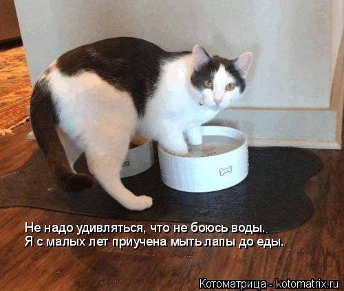 Котоматрица на Бугаге (24 фото)