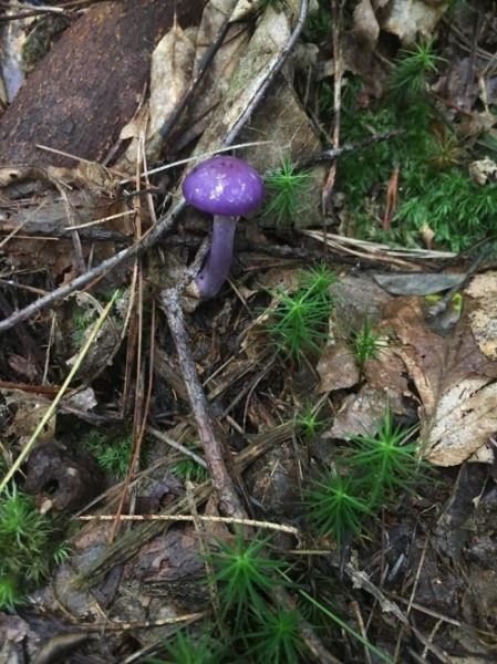 36 самых странных и интересных вещей, которые люди находили во время прогулок по лесу